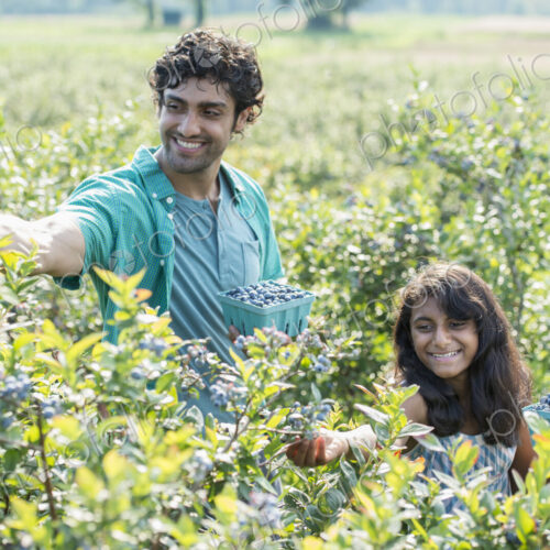 A young girl and a man standing surrounded by blueberry plants, harvesting the berries. A young girl and a man standing surrounded by blueberry plants, harvesting the berries.