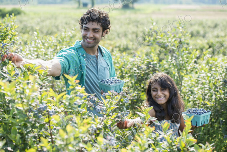 A young girl and a man standing surrounded by blueberry plants, harvesting the berries.