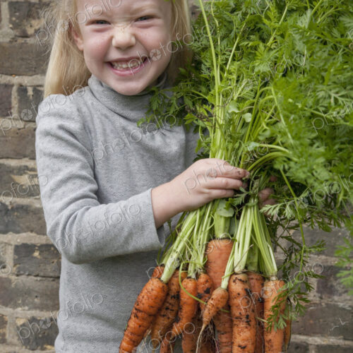 A young girl holding a large bunch of carrots. A young girl holding a large bunch of carrots.