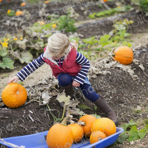 A young girl reaching to pick up orange pumpkins from the field at the pumpkin harvest.