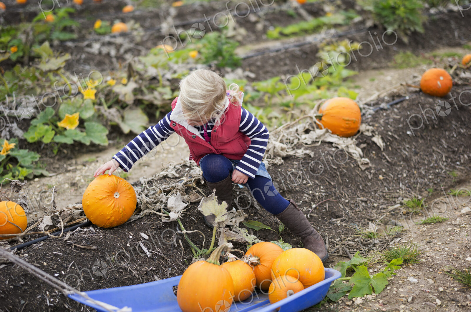 A young girl reaching to pick up orange pumpkins from the field at the pumpkin harvest.