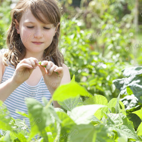 A young girl sitting in among the fresh green foliage of a garden. Vegetables and… A young girl sitting in among the fresh green foliage of a garden. Vegetables and…
