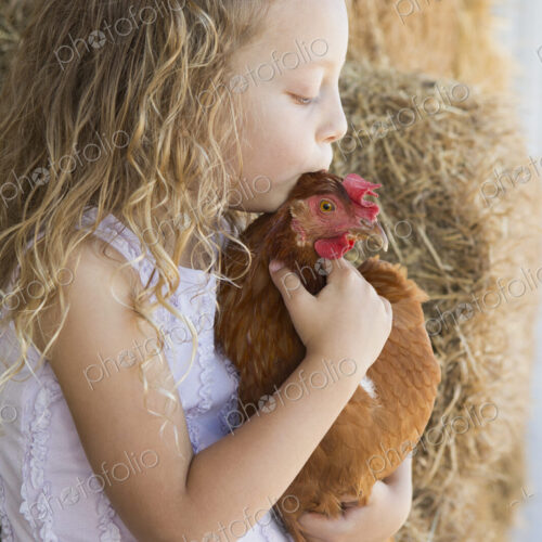 A young girl standing in a hay barn holding a chicken in her arms. A young girl standing in a hay barn holding a chicken in her arms.