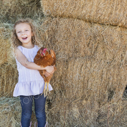 A young girl standing in a hay barn holding a chicken in her arms. A young girl standing in a hay barn holding a chicken in her arms.