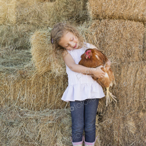 A young girl standing in a hay barn holding a chicken in her arms. A young girl standing in a hay barn holding a chicken in her arms.