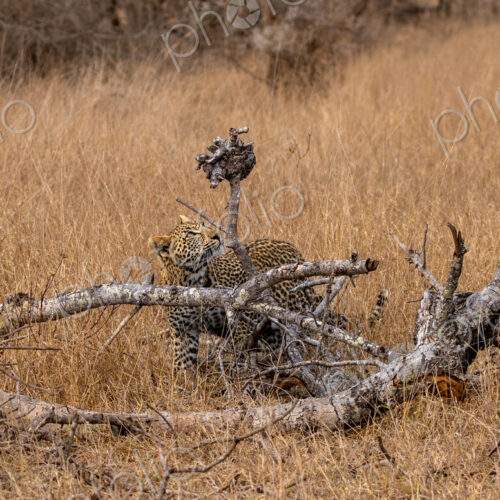 A young leopard, Panthera pardus, looking up at a branch.