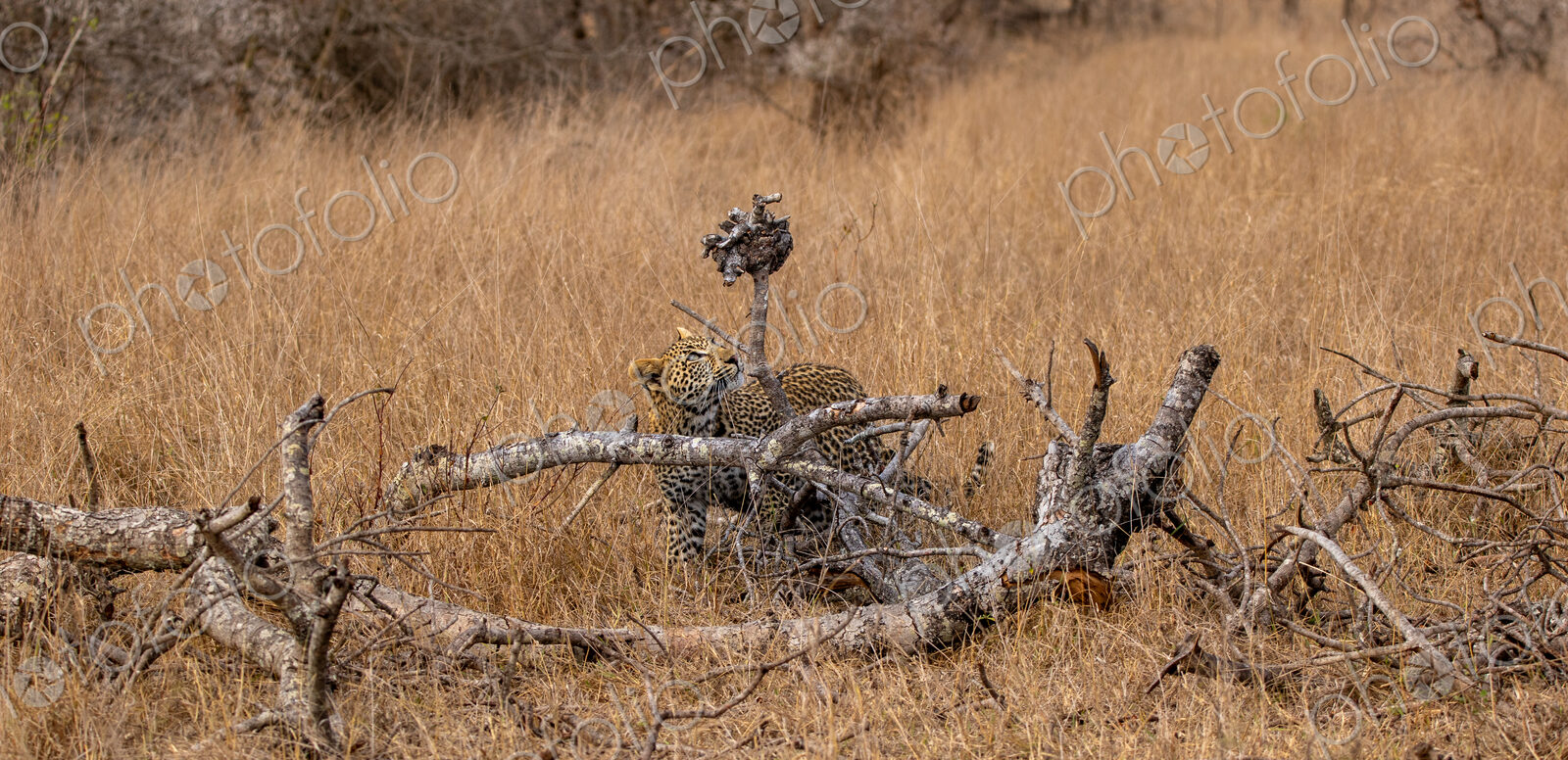 A young leopard, Panthera pardus, looking up at a branch.