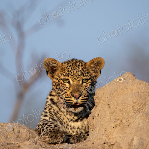 A young leopard, Panthera pardus, resting on a mound.