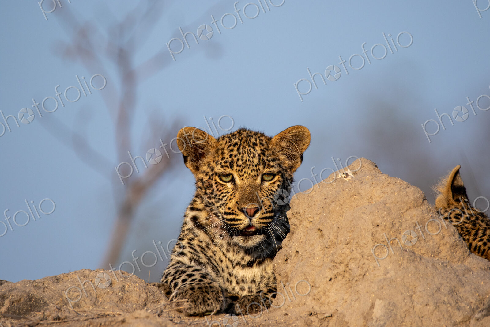 A young leopard, Panthera pardus, resting on a mound.