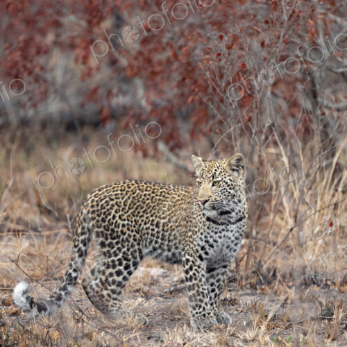 A young leopard, Panthera pardus, standing and looking back. A young leopard, Panthera pardus, standing and looking back.