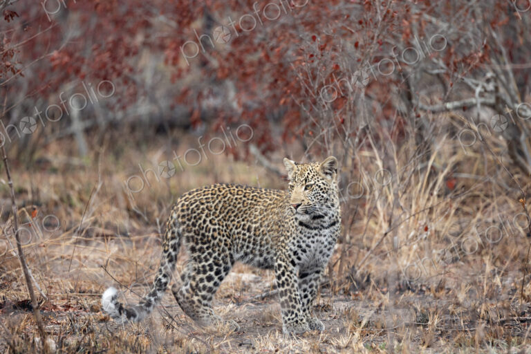 A young leopard, Panthera pardus, standing and looking back.