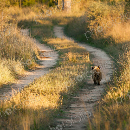 A young lion cub, Panthera leo, walks down the track of a road, back to camera,… A young lion cub, Panthera leo, walks down the track of a road, back to camera,…