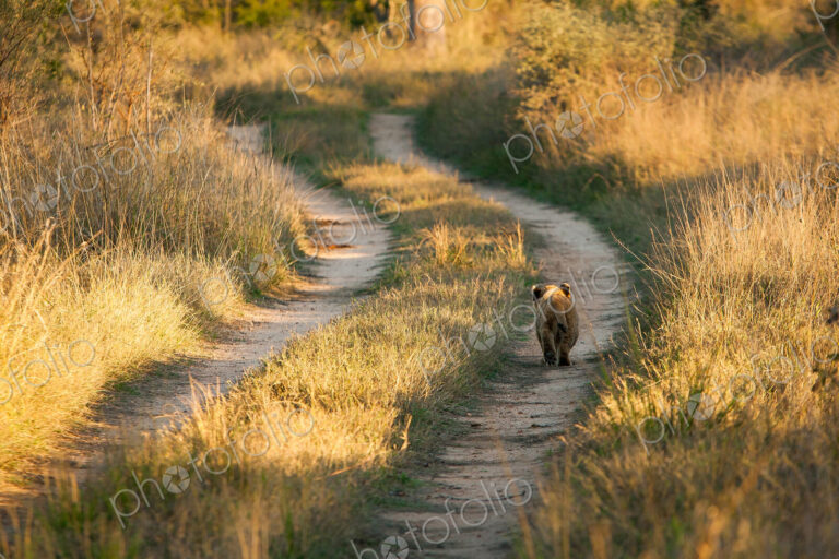 A young lion cub, Panthera leo, walks down the track of a road, back to camera,…