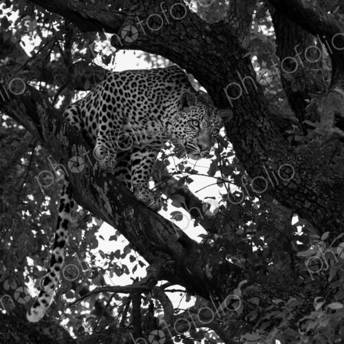 A young male leopard, Panthera pardus, looks down from a tree, in black and white.