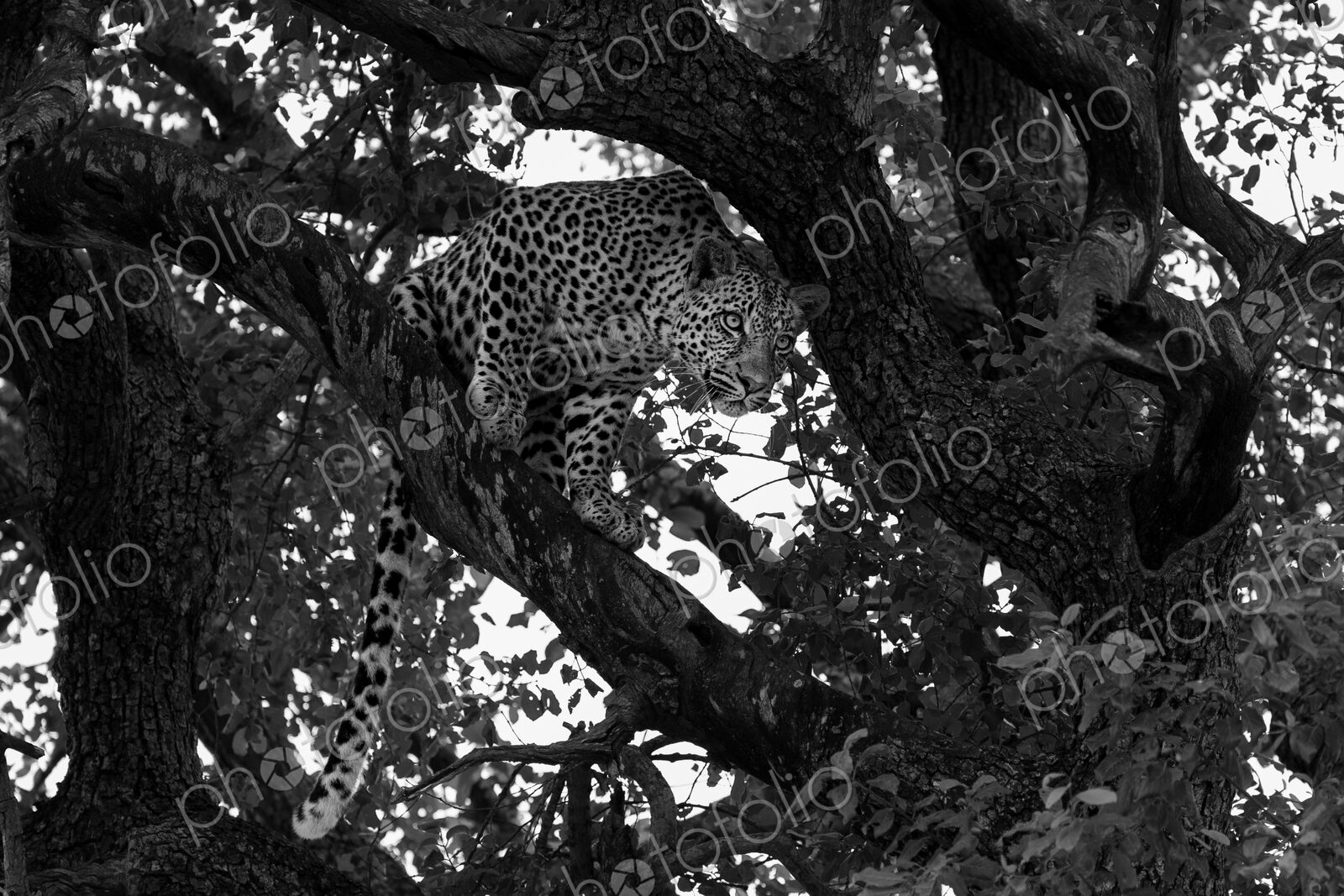 A young male leopard, Panthera pardus, looks down from a tree, in black and white.