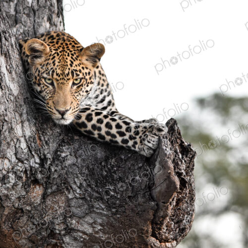 A young male leopard, Panthera pardus, lying in a tree, direct gaze. A young male leopard, Panthera pardus, lying in a tree, direct gaze.