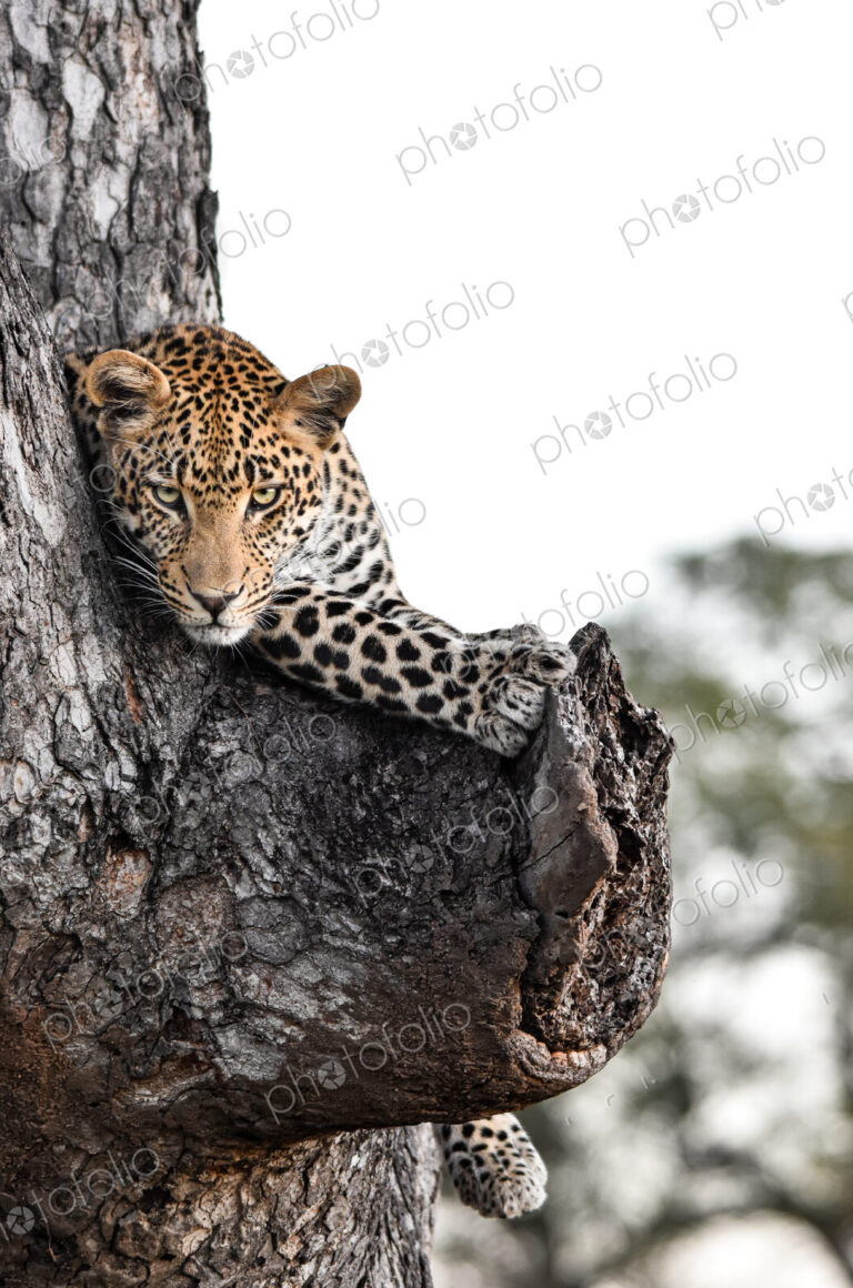 A young male leopard, Panthera pardus, lying in a tree, direct gaze.