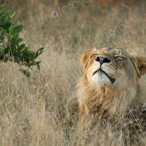 A young male lion, Panthera leo, lying in long grass, shaking its head. A young male lion, Panthera leo, lying in long grass, shaking its head.