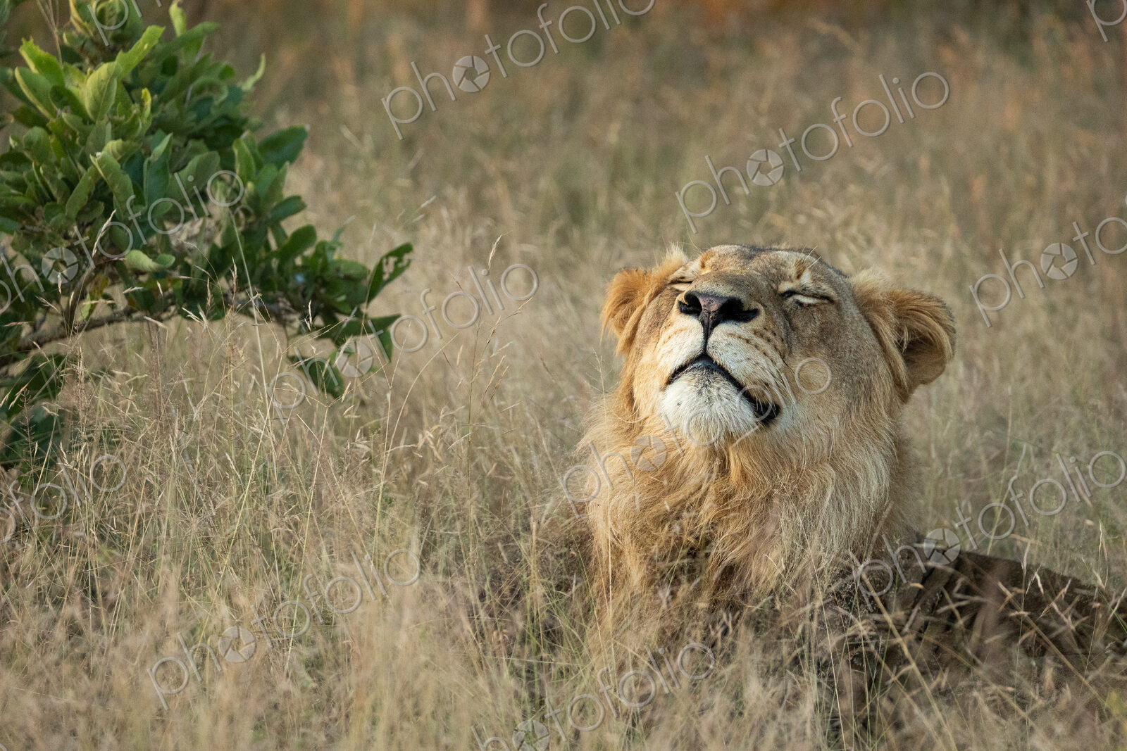A young male lion, Panthera leo, lying in long grass, shaking its head.