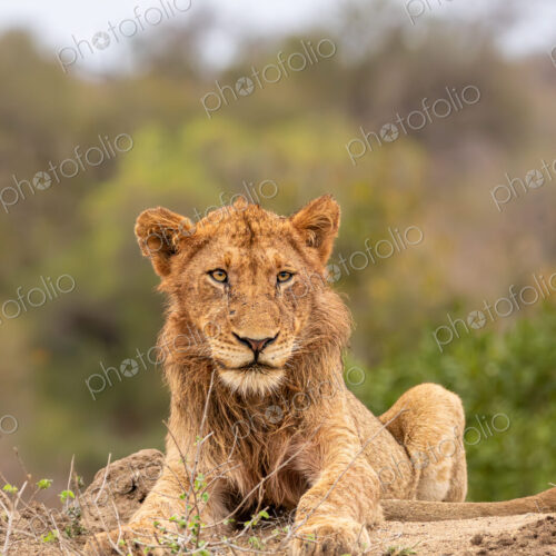 A young male lion, Panthera leo, sitting on a mound.
