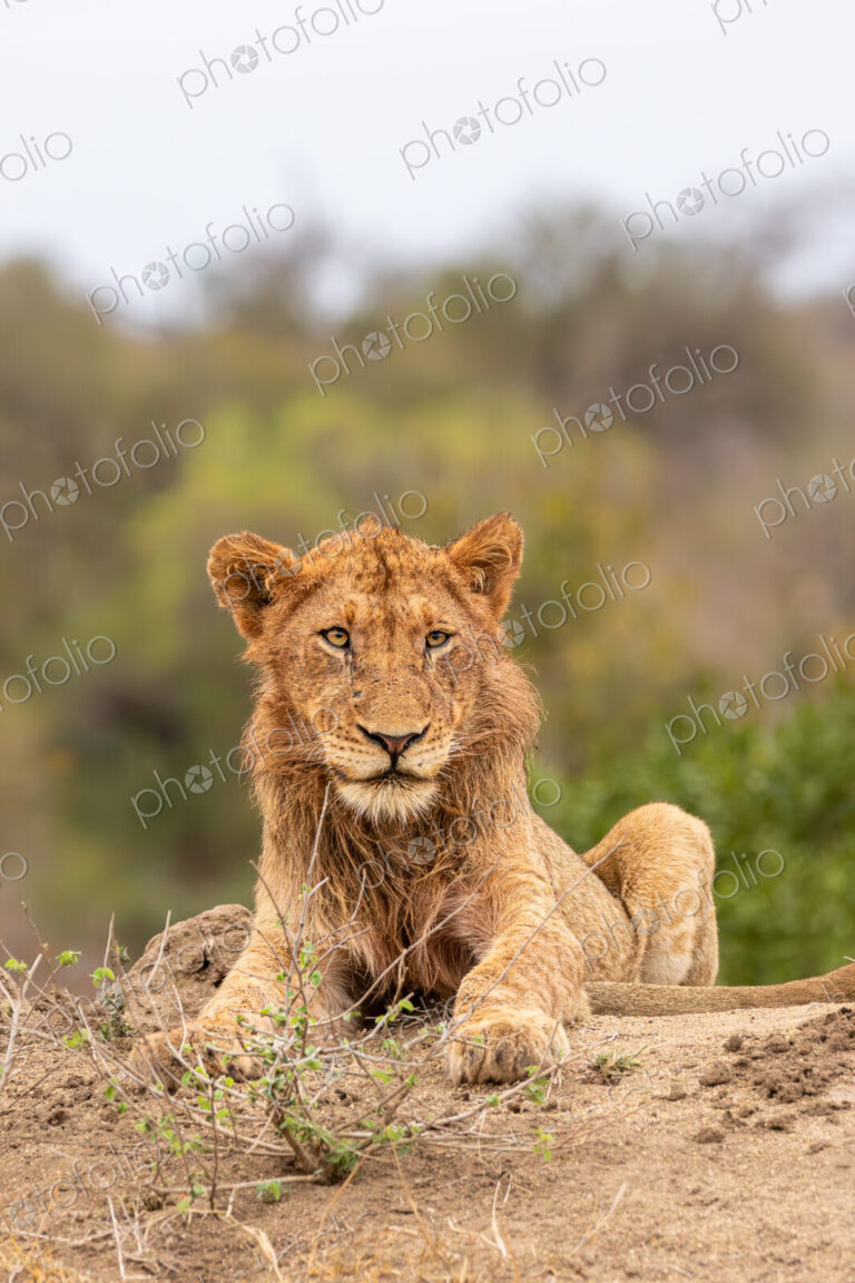 A young male lion, Panthera leo, sitting on a mound.