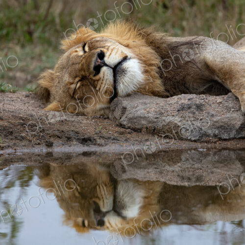 A young male lion, Panthera leo, sleeping next to a dam, reflection in water.