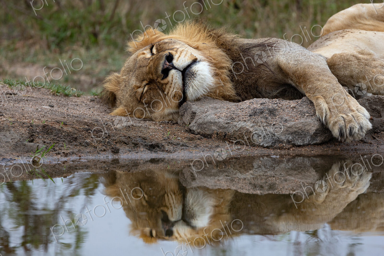 A young male lion, Panthera leo, sleeping next to a dam, reflection in water.
