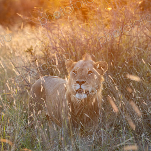 A young male lion, Panthera leo, standing in long grass, during sunset.