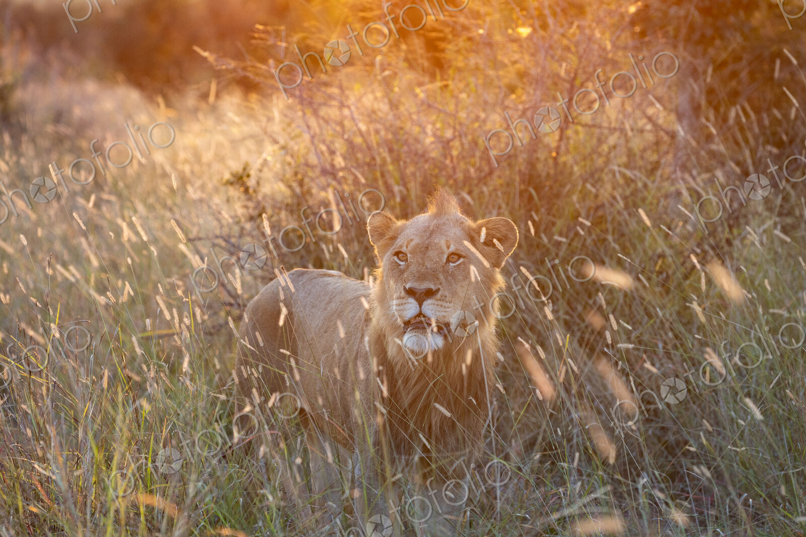 A young male lion, Panthera leo, standing in long grass, during sunset.