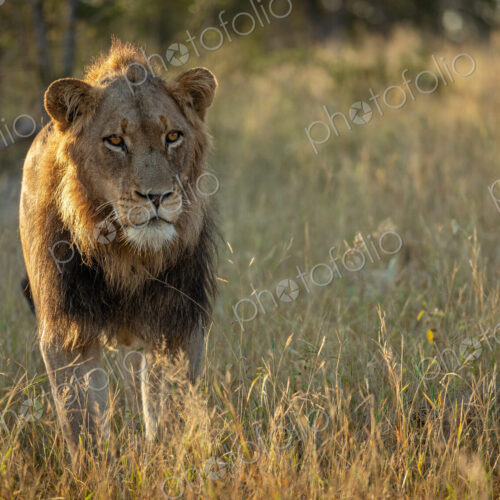 A young male lion, Panthera leo, walking through grass, backlit.