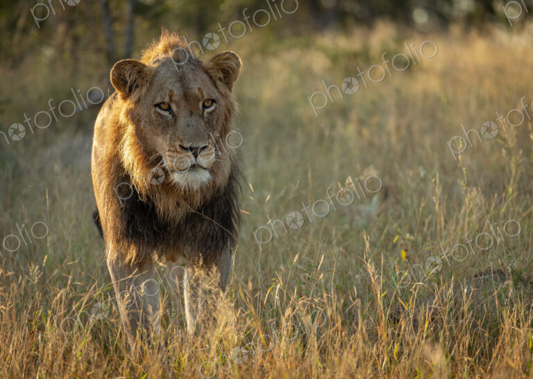 A young male lion, Panthera leo, walking through grass, backlit.