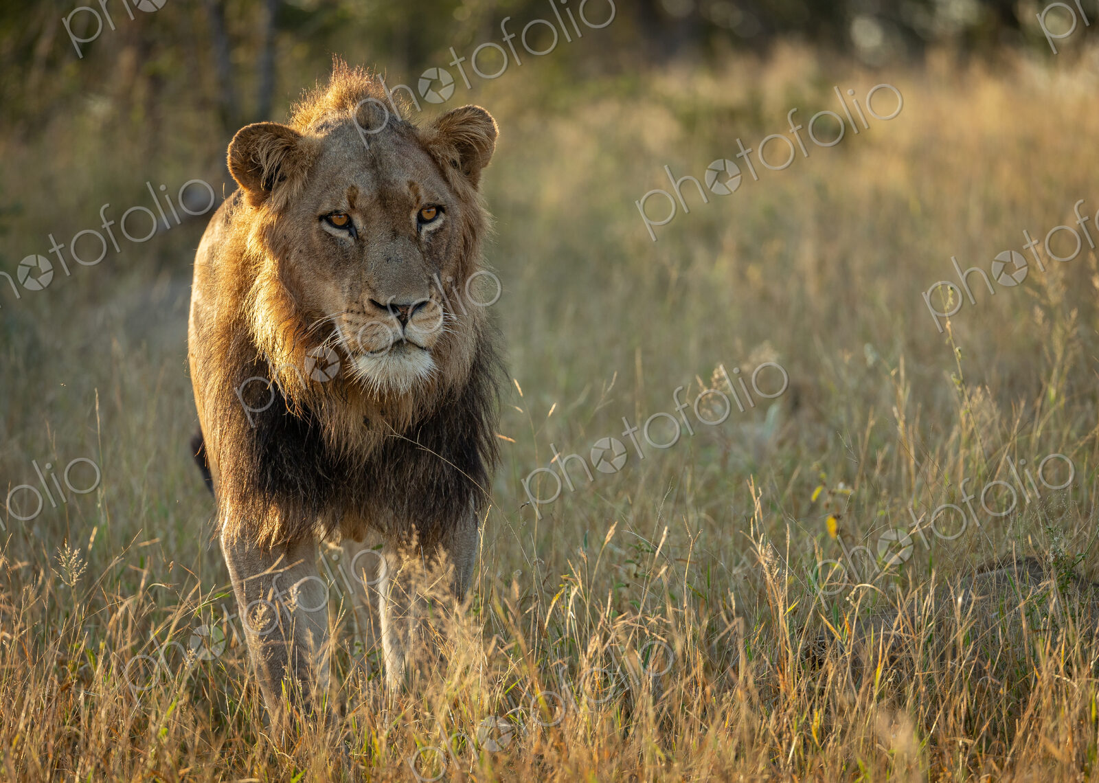 A young male lion, Panthera leo, walking through grass, backlit.