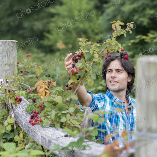 A young man picking blackberry fruits on an organic fruit farm. A young man picking blackberry fruits on an organic fruit farm.