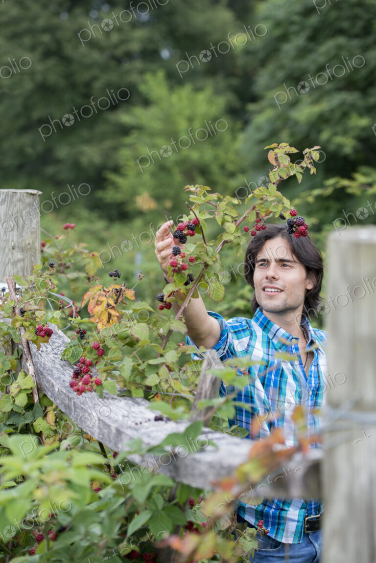 A young man picking blackberry fruits on an organic fruit farm.
