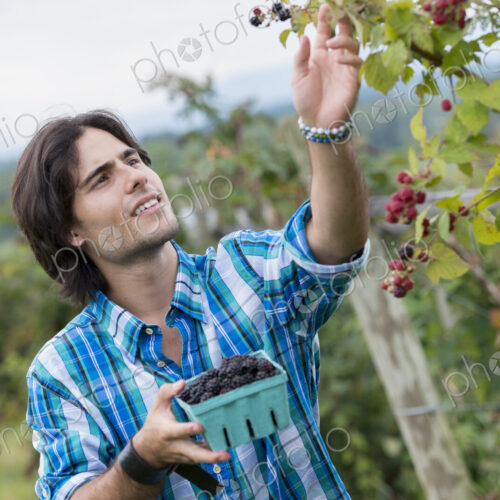 A young man picking blackberry fruits on an organic fruit farm. A young man picking blackberry fruits on an organic fruit farm.
