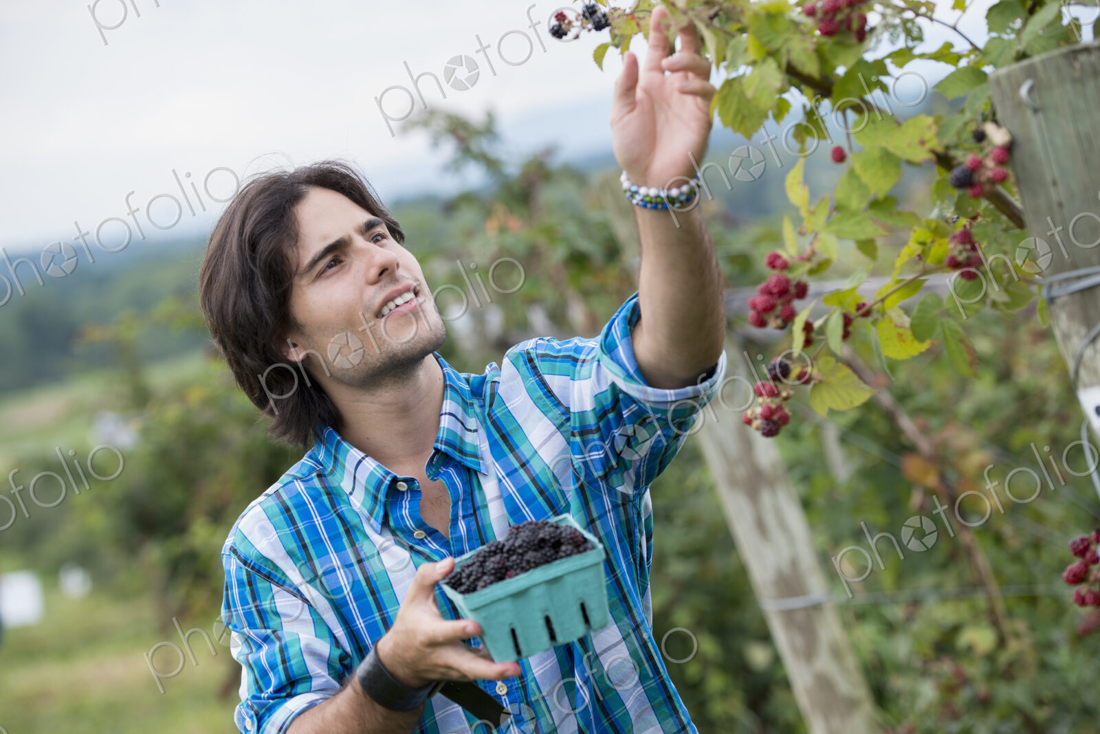 A young man picking blackberry fruits on an organic fruit farm.