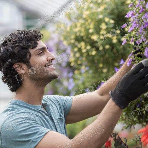 A young man working in a greenhouse full of flowering plants. A young man working in a greenhouse full of flowering plants.