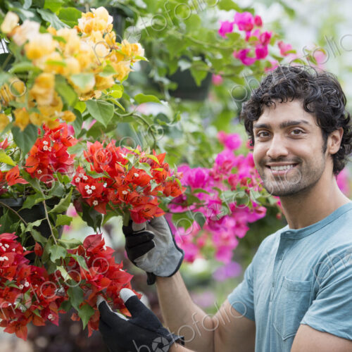 A young man working in a greenhouse full of flowering plants. A young man working in a greenhouse full of flowering plants.