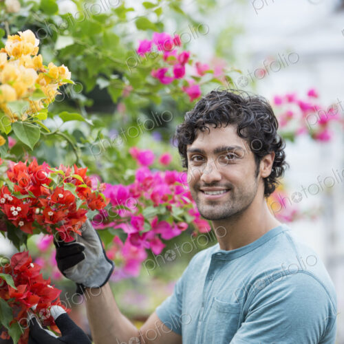 A young man working in a greenhouse full of flowering plants. A young man working in a greenhouse full of flowering plants.
