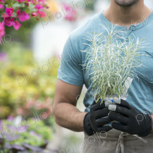 A young man working in a greenhouse full of flowering plants. A young man working in a greenhouse full of flowering plants.