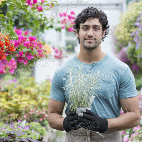 A young man working in a greenhouse full of flowering plants. A young man working in a greenhouse full of flowering plants.