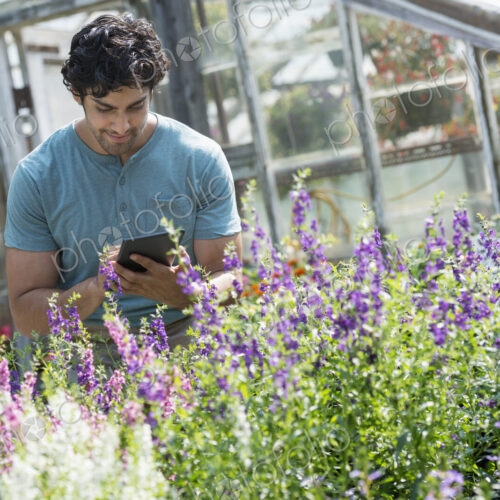A young man working in a plant nursery, surrounded by flowering plants. A young man working in a plant nursery, surrounded by flowering plants.