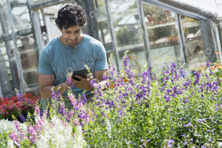 A young man working in a plant nursery, surrounded by flowering plants.