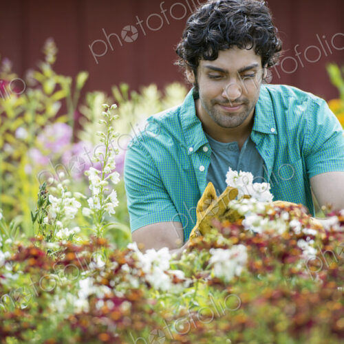 A young man working in a plant nursery, surrounded by flowering plants. A young man working in a plant nursery, surrounded by flowering plants.