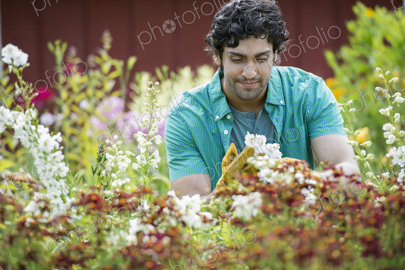 A young man working in a plant nursery, surrounded by flowering plants.