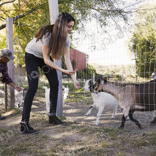 A young woman an a man crouching down and feeding a group of goats through a wire fence. A young woman an a man crouching down and feeding a group of goats through a wire fence.