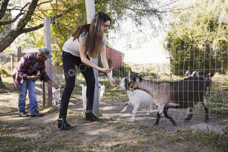 A young woman an a man crouching down and feeding a group of goats through a wire fence.