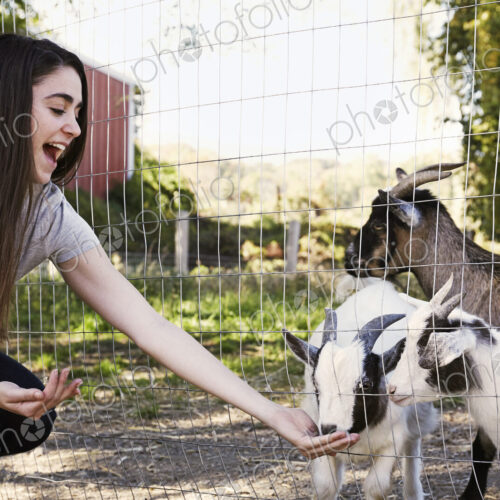 A young woman crouching down and feeding a group of goats through a wire fence. A young woman crouching down and feeding a group of goats through a wire fence.