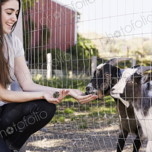 A young woman crouching down and feeding a pair of goats through a wire fence. A young woman crouching down and feeding a pair of goats through a wire fence.