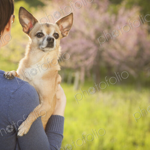 A young woman in a grassy field in spring. Holding a small chihuahua dog in her arms.… A young woman in a grassy field in spring. Holding a small chihuahua dog in her arms.…